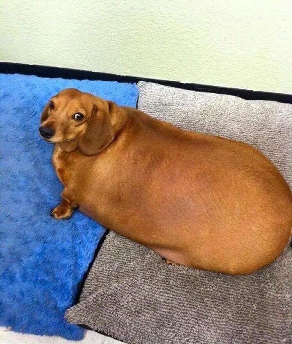 528Gabycraft's tweet photo. @duolingoespanol Con este perro se puede pasar a la fiesta? https://t.co/SOtRWGdAh2