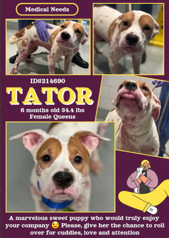 zjnov22's tweet photo. 🌟Tator❤️🩹 🐕 #Queens ACC🚨 This adorable puppy is just
6 months old and needs a kind human to help her with her
medical issues🚨💔 #Puppy💗 #Pibble💗 #AdoptDontShop🌷
💔#foster #fosteringsaveslives #adopt #rescue💜 #NYC
🚨New Intake ✨ID #214690🌟 #NY #NewYork https://t.co/BiQI5PIJ65