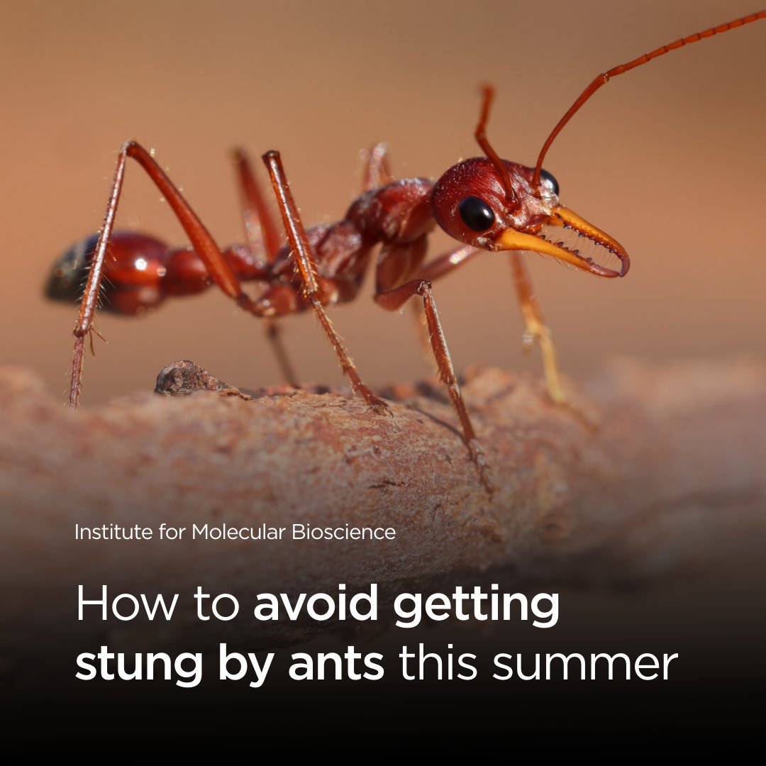 Institute for Molecular Bioscience (@imbatuq) on Twitter photo 🐜 Summer’s nearly here, and so are the ants! Dr Sam Robinson (<a href="/StingScience/">Samuel Robinson</a>) shares expert tips on the different types of ant stings you might experience this summer in Australia and how to respond! 🦟
🔗 Read more: bit.ly/3ZbGyUO
#AntStings #UQ #Research 🐜 Summer’s nearly here, and so are the ants! Dr Sam Robinson (<a href="/StingScience/">Samuel Robinson</a>) shares expert tips on the different types of ant stings you might experience this summer in Australia and how to respond! 🦟
🔗 Read more: bit.ly/3ZbGyUO
#AntStings #UQ #Research