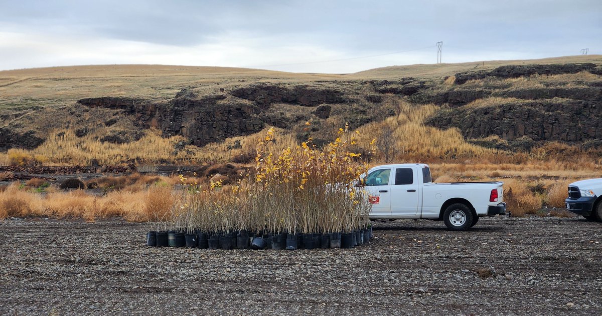 Mainstem Malt tweet media