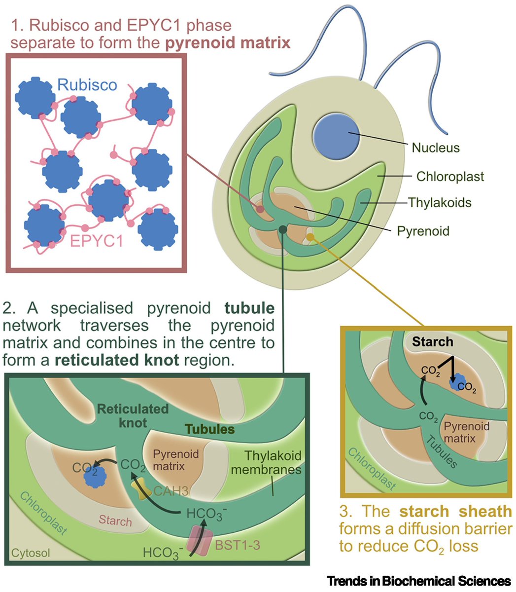McCormick Lab (@mccormick_lab) on Twitter photo Our new review is out now – well done Ella, Sabina, Nicky and Charlotte – a great collaboration with the <a href="/mackinderlab/">Luke Mackinder</a>!
From algae to plants: understanding pyrenoid based CO2-concentrating mechanisms. sciencedirect.com/science/articl… Our new review is out now – well done Ella, Sabina, Nicky and Charlotte – a great collaboration with the <a href="/mackinderlab/">Luke Mackinder</a>!
From algae to plants: understanding pyrenoid based CO2-concentrating mechanisms. sciencedirect.com/science/articl…