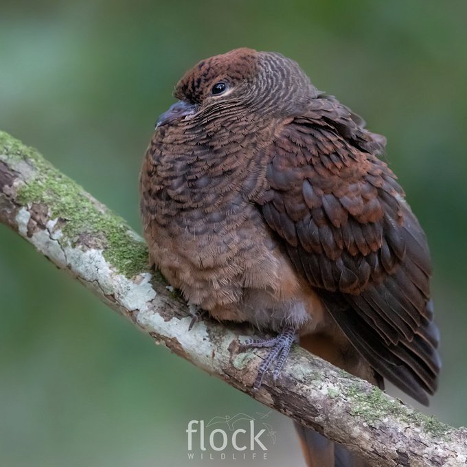 alan1945 tweet media