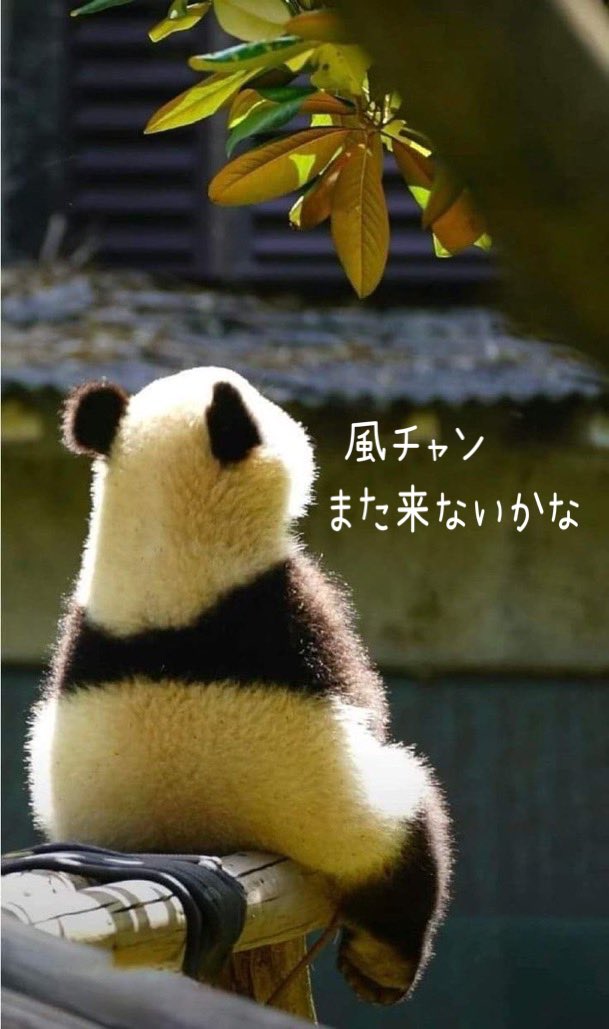 🐼I wanna see you🍃 again
每个人都想见到他
#FujiiKaze