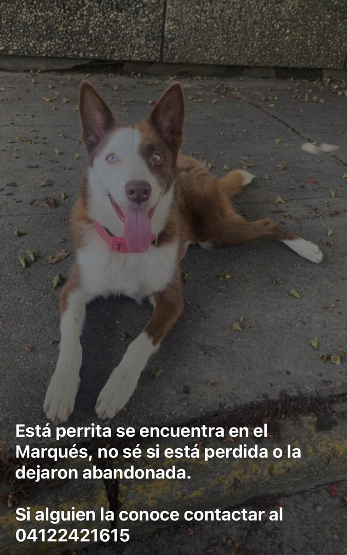 Atención el Marques, Caracas
 Se busca a la familia de esta perrita