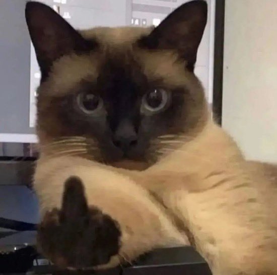 PunchingCat's tweet photo. i have 2 sides https://t.co/60HdkGjV1h