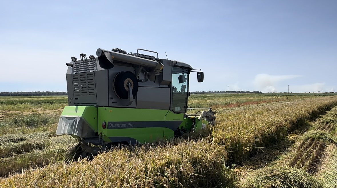 2024 Arkansas Rice Performance Trial Results:
arkansascrops.uada.edu/posts/crops/ri…

Includes ARPT and planting date studies, cultivar descriptions, and disease reactions.
#ARrice 
#RiceCheckOffAtWork