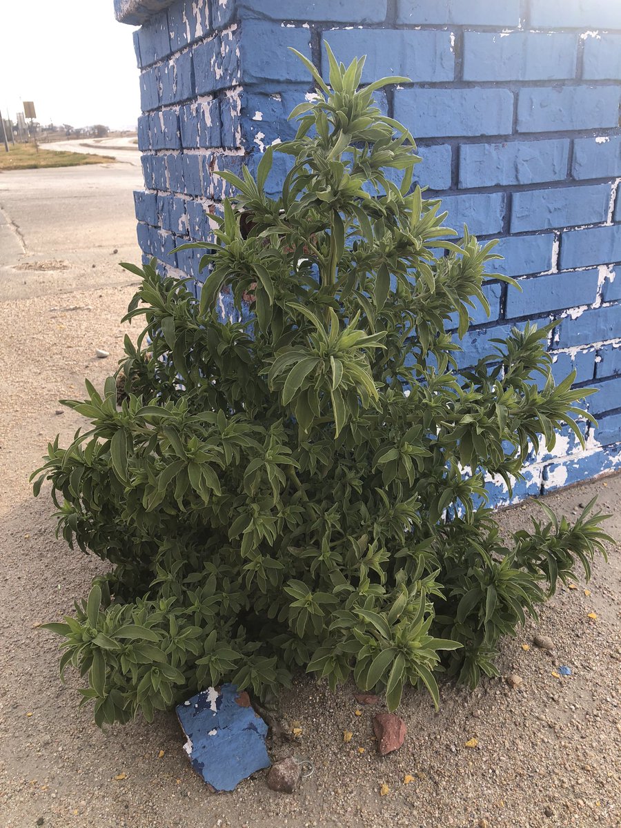 How warm has this fall been? Happy kochia was still hanging out at Bosselman’s in Broken Bow this weekend.