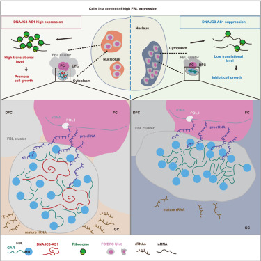 Molecular Cell tweet media