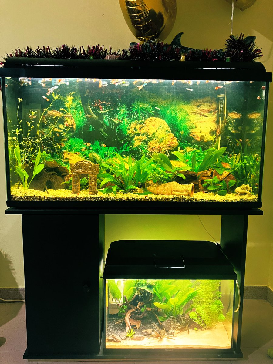 USAgc92's tweet photo. Vaya vicio bonito 🐠 … y caro 🤑😂
#Acuariofilia #Acuario #Guppys #Ramirezis #Tetras #Gobio https://t.co/PIQaxGPLFV