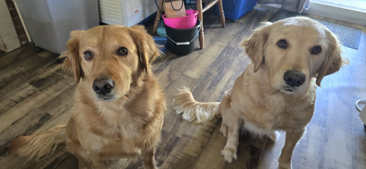 RayLawsonII's tweet photo. Birthday girls seven years old today https://t.co/X5DE0KnM7y