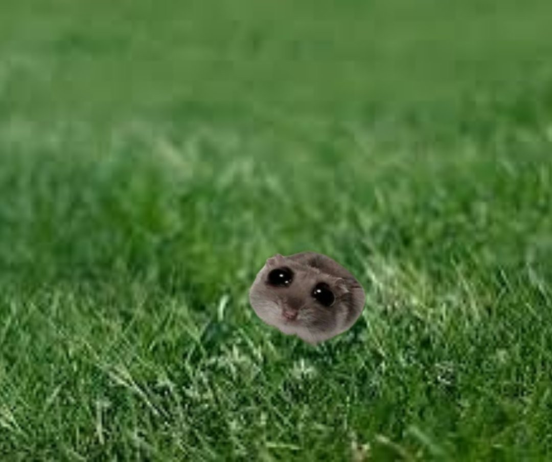 When the market goes down like this it's important to relax and touch some grass
$hammy