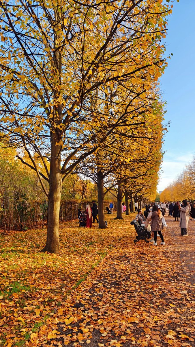 orientalli's tweet image. A bustling promenade lined with trees displaying autumn colors, as people walk along on a sunny day.