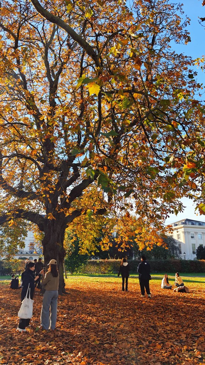 orientalli's tweet image. A bustling promenade lined with trees displaying autumn colors, as people walk along on a sunny day.
