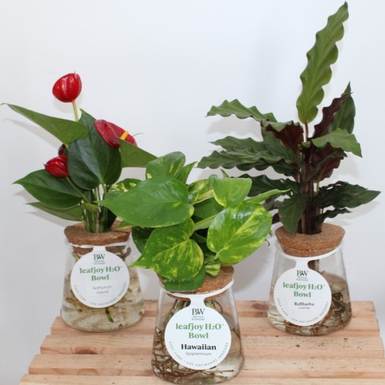 If you're out running errands before the holiday, plan to stop by your favorite garden center or The Home Depot and pick up a leafjoy H2O bowl for your hosts! These are the perfect houseplants for the new or experienced gardener...find more info right here pwwin.rs/h2024