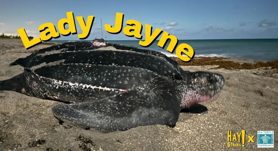 🐢 Meet Lady Jane, the VIP of Juniper Beach!

This 4.5-ft, 1,000-lb Leatherback turtle has been nesting in Florida for years. Thanks to <a href="/HAYStraws/">HAY! Straws</a> supporters, we’re funding vital sea turtle conservation with STC  🌊💚

#SeaTurtleConservation #EcoFriendly #HAYStraws