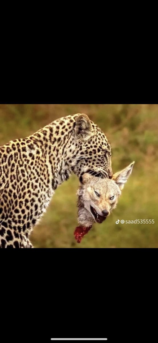 ياذيـب  مـاكل  المغازي   عـوافي
ولا  كل  يـوم  يدسـم  الدم  نابـك
.
مـره  تصيد  وتاخـذ  الحق   وافي
ومره يصير الصيد حضرت جنابك