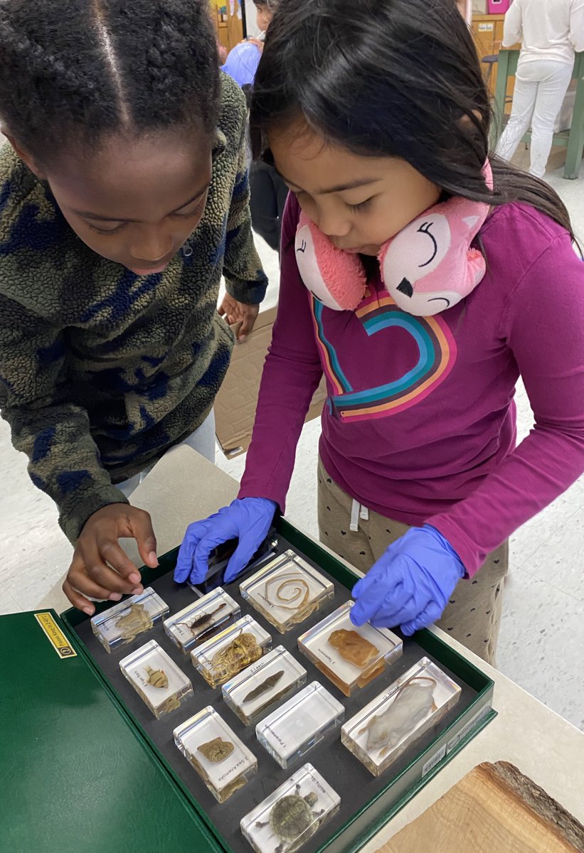 MsGordonSTEAM tweet media