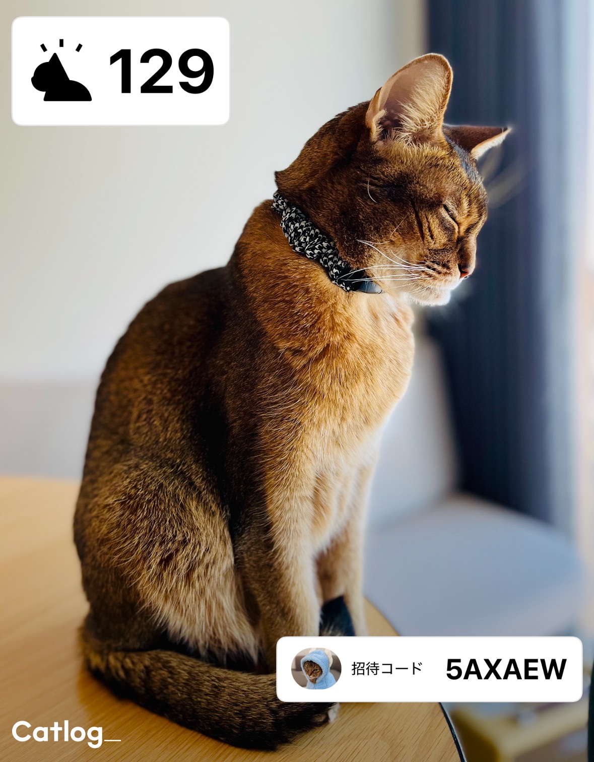 中古】Catlog Board（キャトログボード） （catlog board