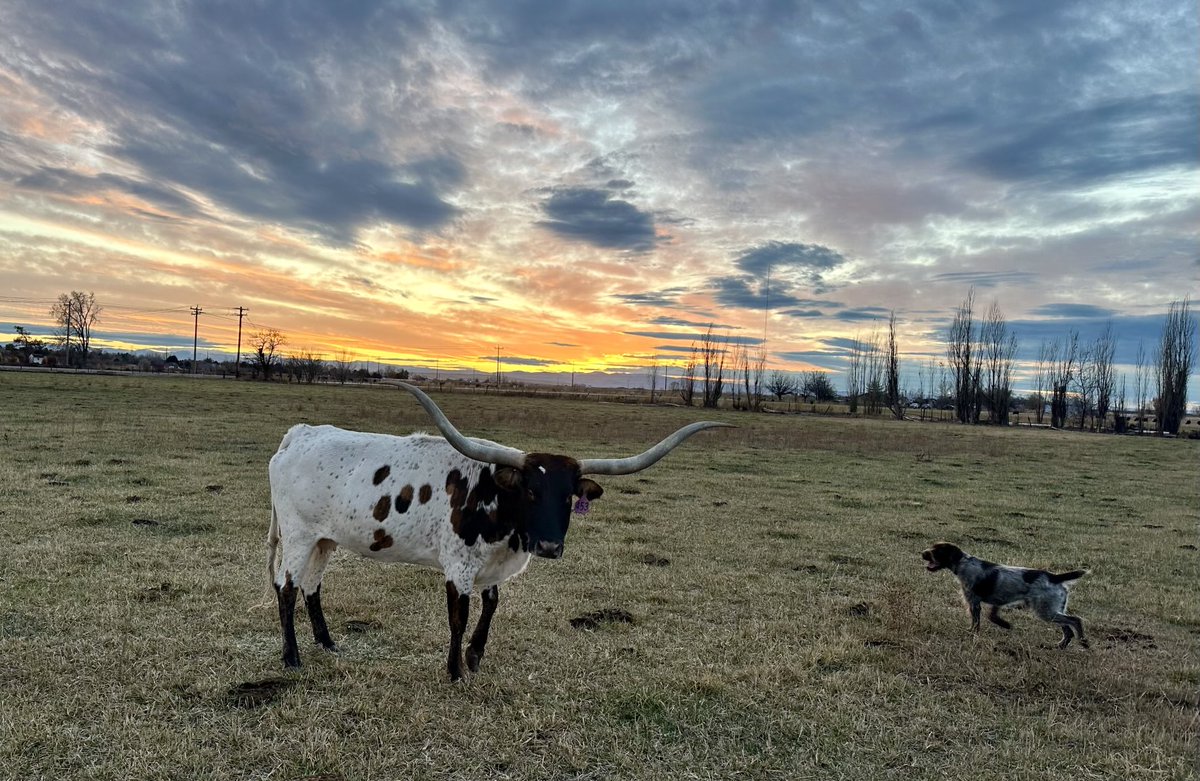 TommyAhlquist's tweet image. #Idahome