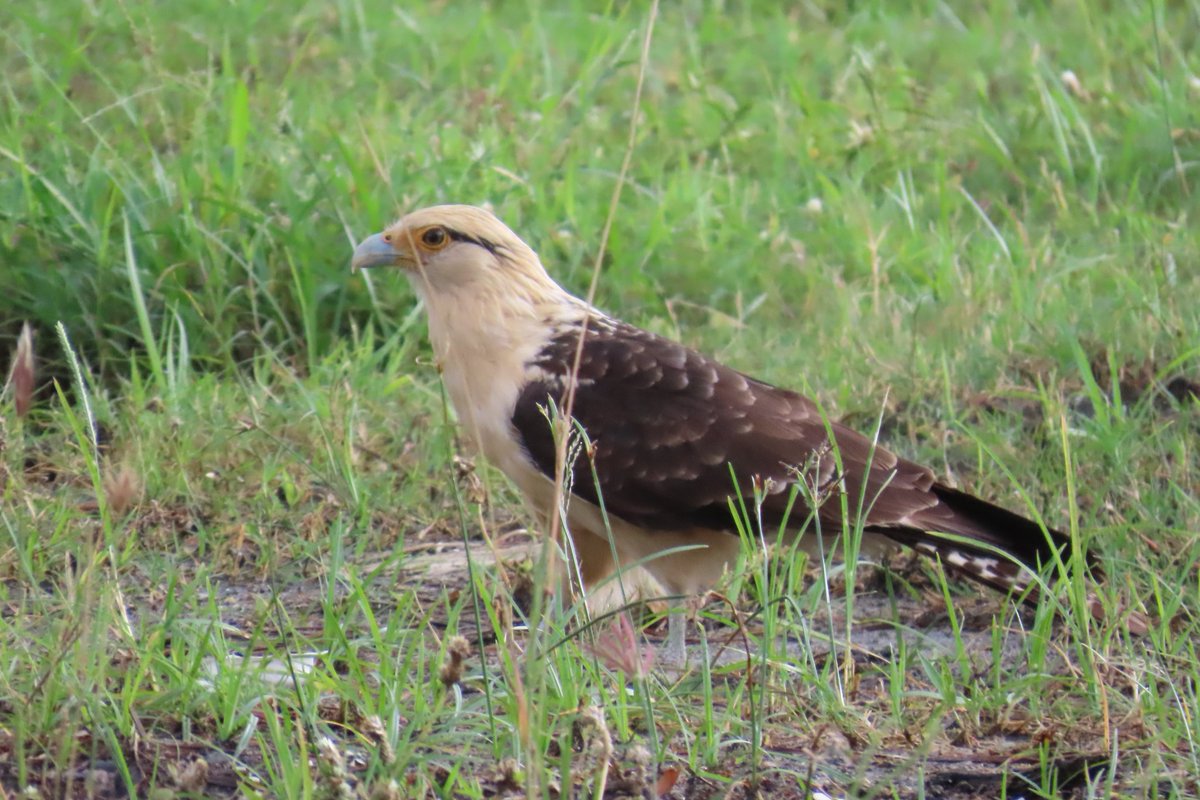 Paul Nicholson tweet media