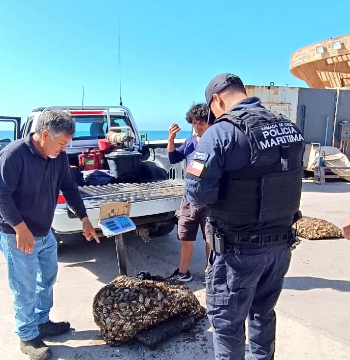 Capuertocoq's tweet photo. #POLICÍAMARÍTIMA incauta 107 kgs. del recurso Macha extraido ilegalmente desde Área de Manejo en Caleta de Pescadores de Peñuelas. Ante presencia policial,
Infractores abandonan producto y se dan a la fuga. Fiscalía dispone efectuar devolución del recurso a Pescadores. @eldia_cl https://t.co/CoINiq5JFE