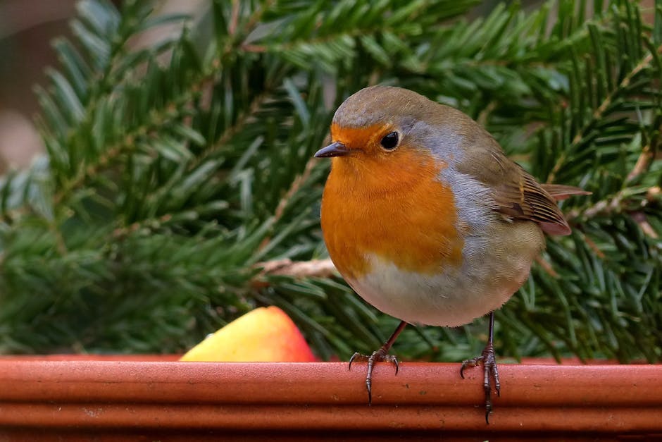 AngelinaBloom_'s tweet photo. A robin's winter wonderland. https://t.co/cfw9Pzu2Yj