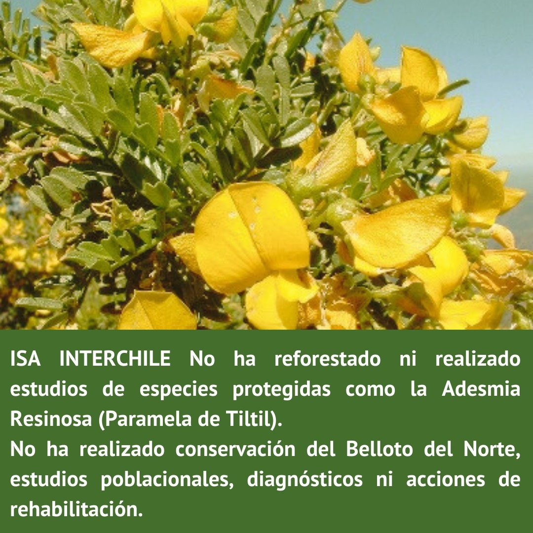 SlvmoslaCampana's tweet photo. Por qué el Tribunal Ambiental no le exige a #ISAINTERCHILE que cumpla con las medidas que le ordenó? #SalvemosLaCampana https://t.co/sJ0WmU0rIS