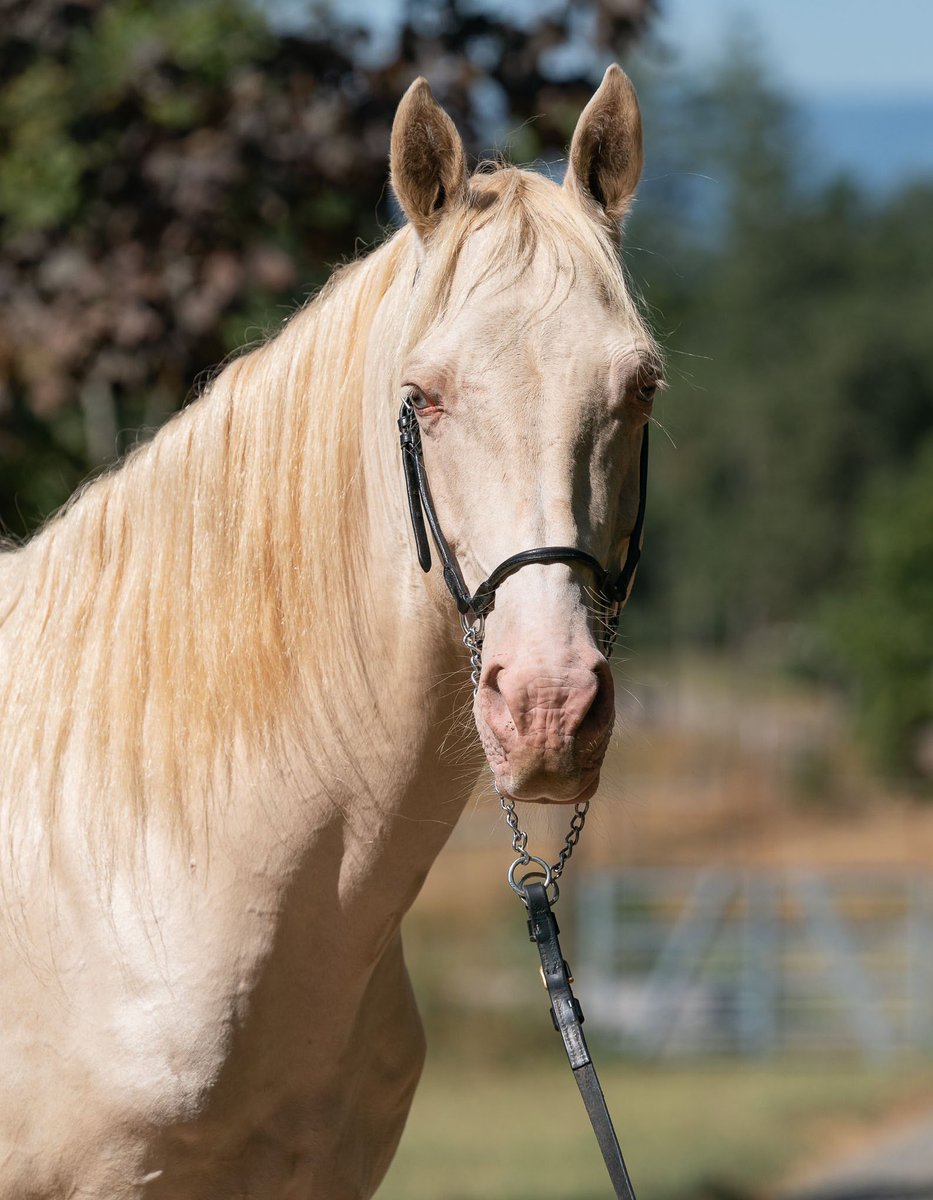 AkhalTekeFound's tweet photo. Another idea for a #holidaygift… Sponsor an #AkhalTeke in their name at the nonprofit Akhal-Teke Center.

Like Kiergen the #whitedragon! ❤️
https://t.co/JeGsstMocf

#purebred #akhalteke #horses #goldenhorses #horsesponsorship #horsegift #equestriangift #horsegifts https://t.co/uJ0Jh2ekD7