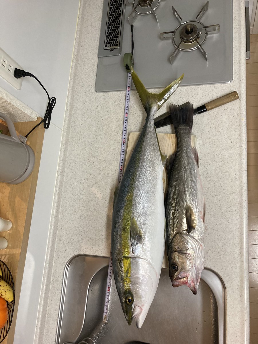 最近の釣果💪