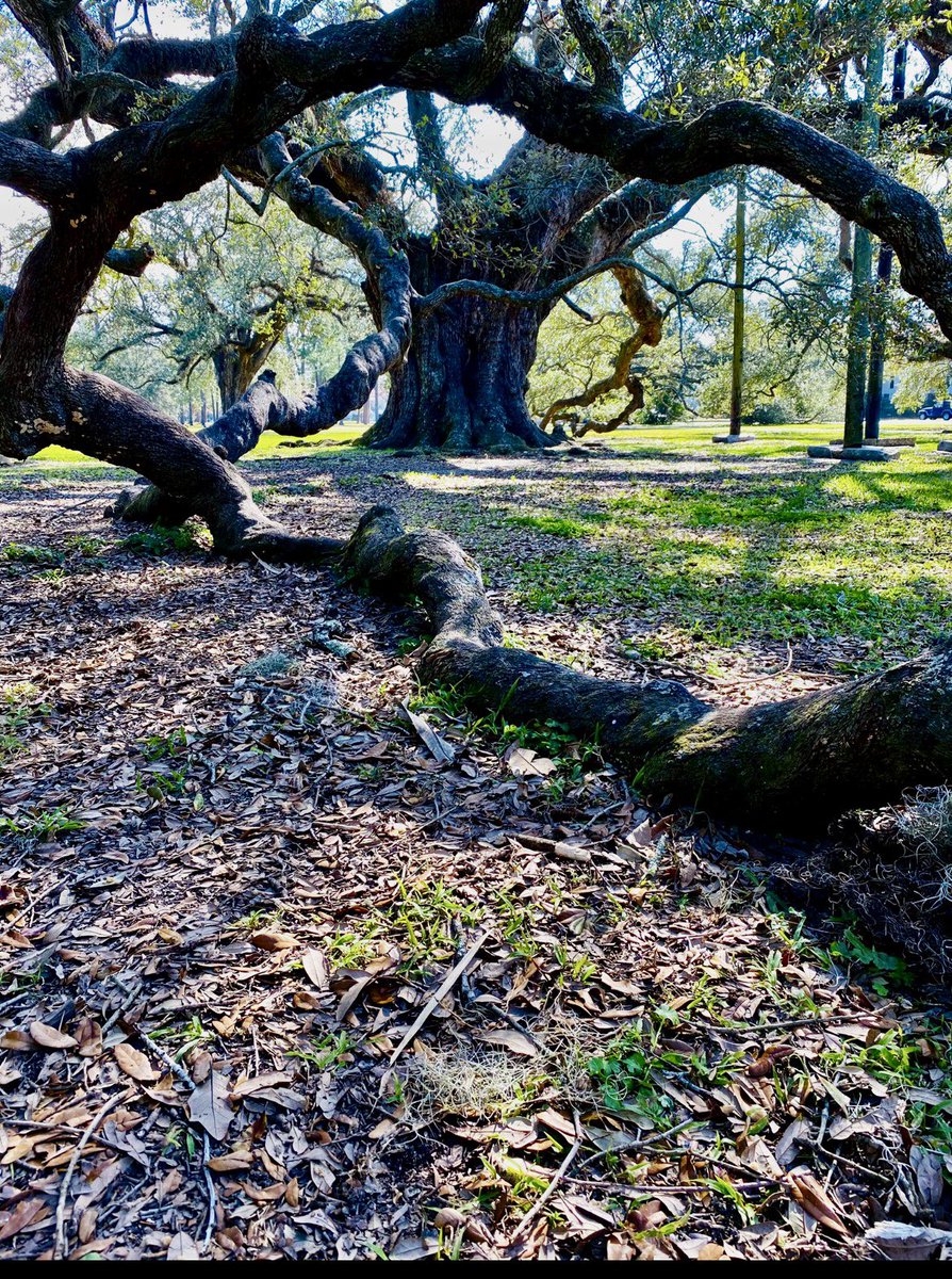 City Park is home to the oldest grove of mature live oaks in the world, including the McDonogh Oak here, which is between 750 and 900 years old.