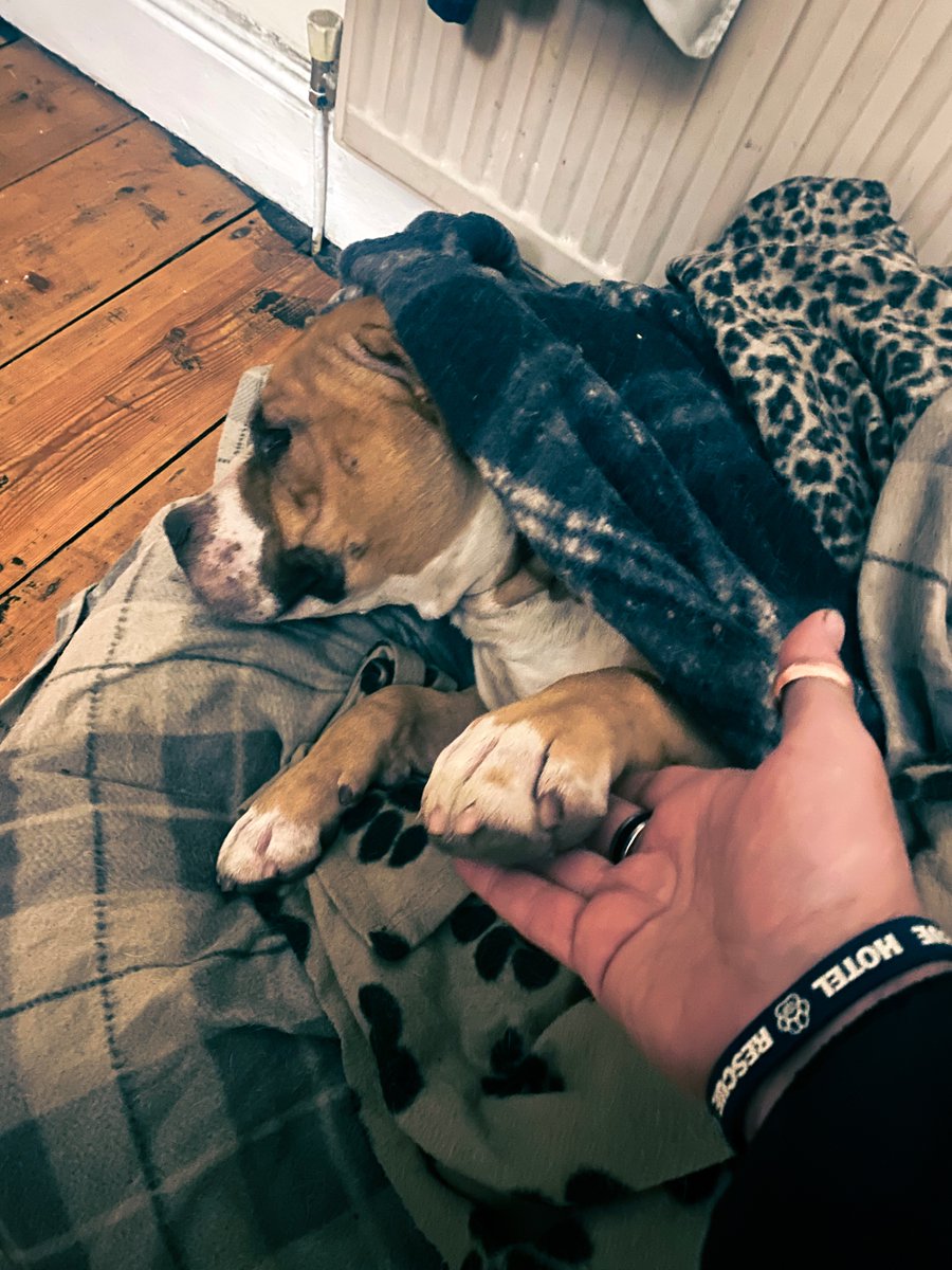 Terrified of thunder, so cwtched up and hiding from storm Bert. Breaks my heart how many stray animals will be out there tonight.