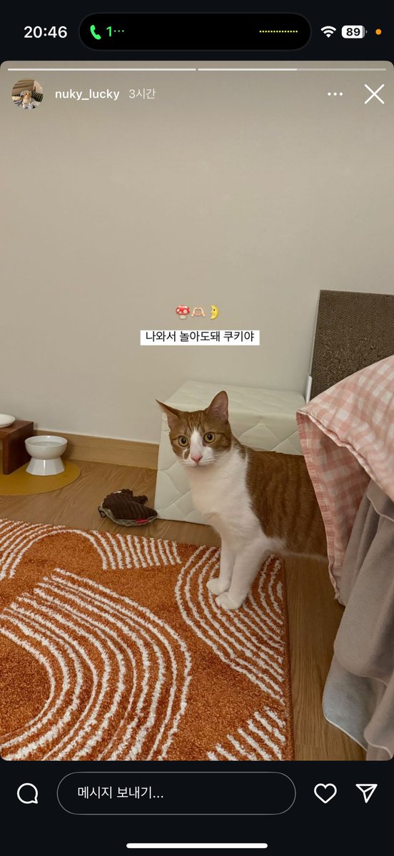 쿠키는 잘 도착했대요
제가 장기임보는 못한건 아쉽지만..
그래도 쿠키가 처음보단 사람에대한 경계가 심하지않고 순화가 많이 된거같아 전 뿌듯해요..
쿠키 근황이나 홍보는 인스타에서 확인 가능해요:)
그럼 진짜 쿠키 홍보는 여기서 멈춥니다.

#사지말고입양하세요 #쿠키가족찾아요🍪