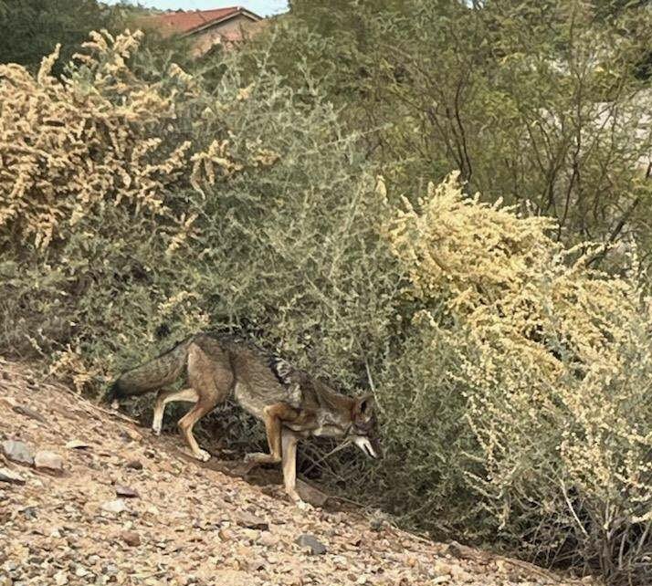 Images of the coyote that attacked a man at his home today in the Saddlebrooke area. The coyote remains at-large, is possibly rabid. Residents should report future sightings to 623-236-7201 ASAP &amp; avoid contact with the coyote. Credit; Dep. Norton, Pinal SO.