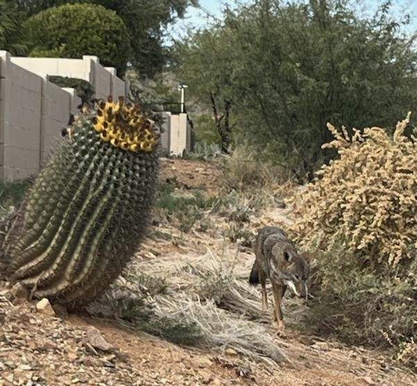 AZ Game & Fish Dept tweet media