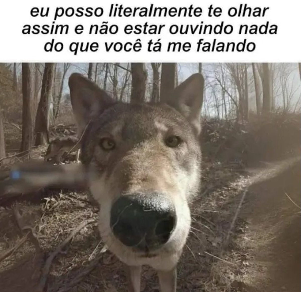 shitpostverdade's tweet image. 