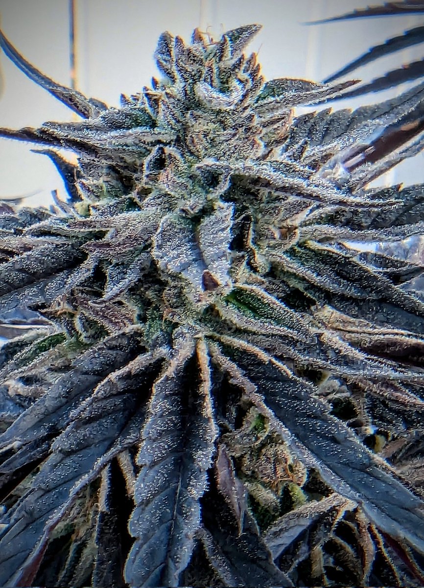 SmashGrows's tweet photo. Last harvest until next year!
Platinum Gorilla x Chimera 3
Went from bright green to black and blue from the cool nights. Love it.
Seeds from #SmokingMonkeyGenetics
Coco perlite 5 gallon
#greenleafnutrients #MegaCrop 1 part
#growmie #growyourown https://t.co/wI1lzHEIUO