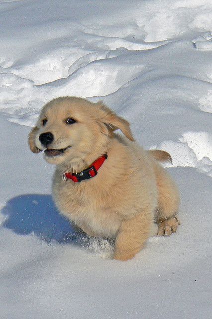 puppies_video's tweet photo. https://t.co/7ZCNGu2DJF