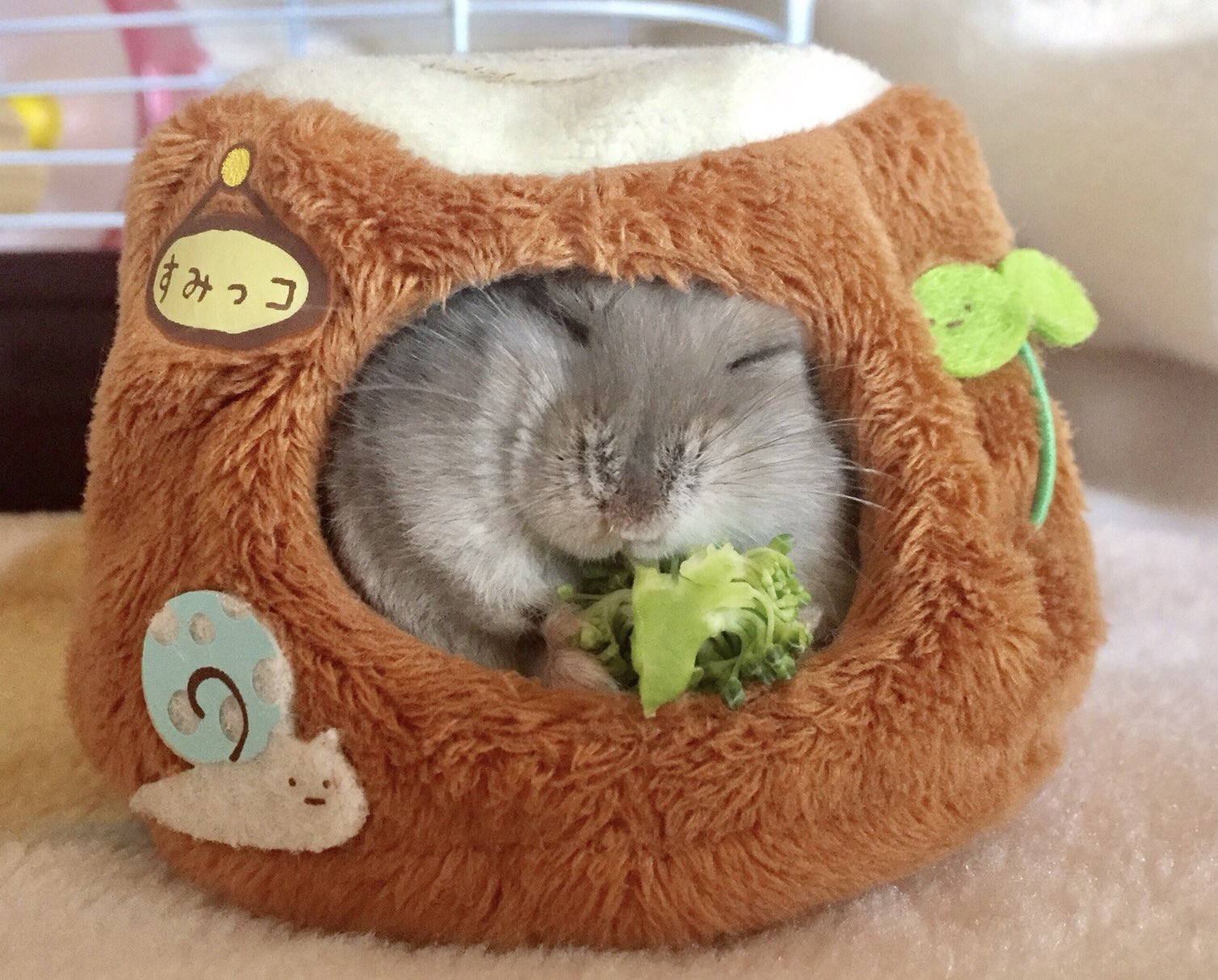 もちもちこ H311600.jpg?iup=2025033&