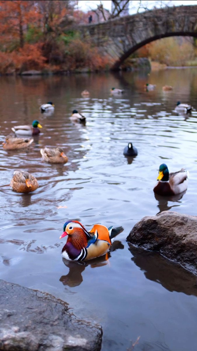 okalldayerrday's tweet photo. 2018 was an exciting time at The Pond. #birdcpp https://t.co/om4vGgjuHB