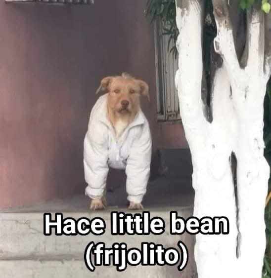 ElJeringasLoko's tweet image. ingles básico