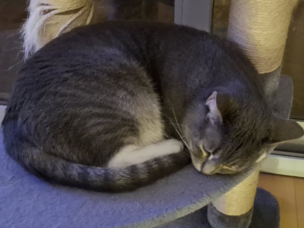 Russphantom211's tweet image. She's so cute I love her so much