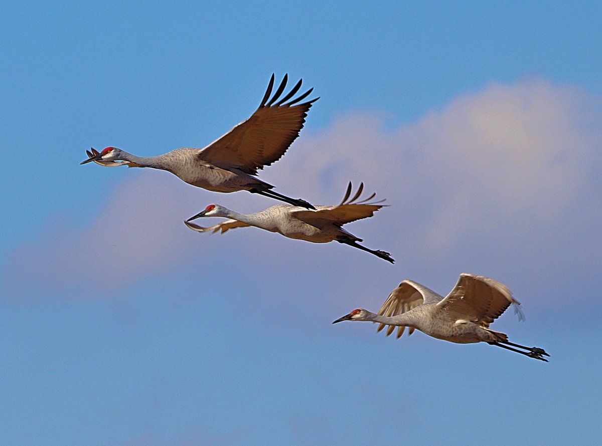 ladugan2's tweet image. Sandhill Cranes migrating to warmer climes
FYI I&apos;ve migrated to:   @clinty1.bsky.social and I&apos;m finding lots of our birder friends