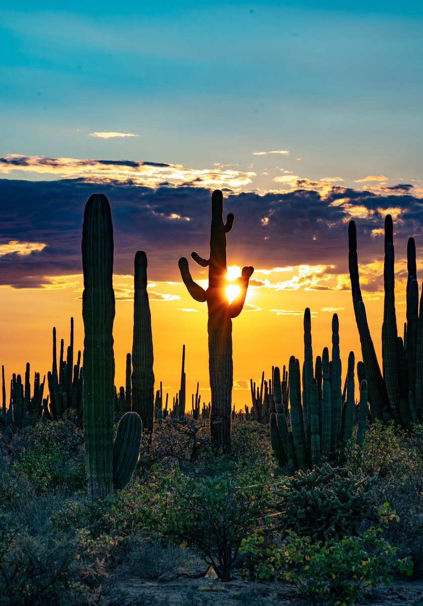 Simplemente SONORA❤️