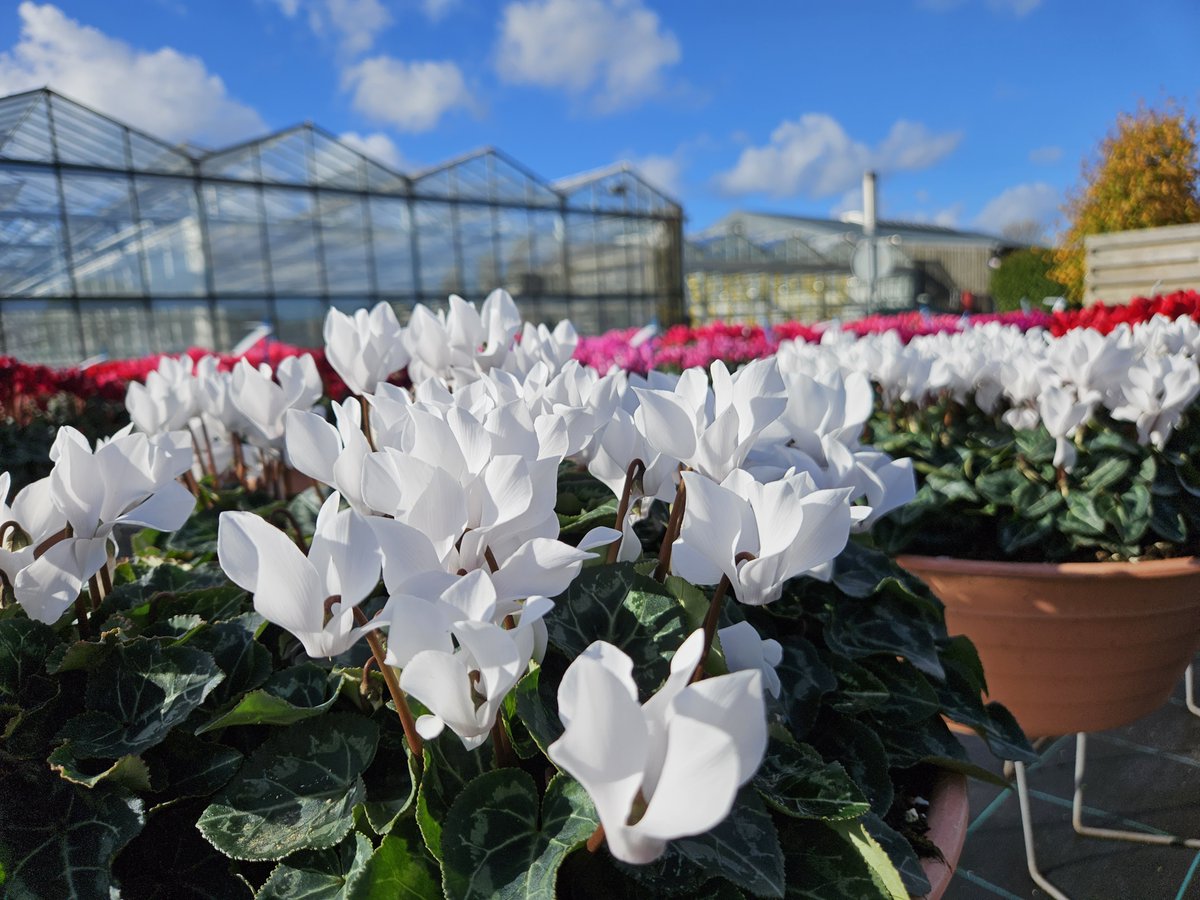 Syngenta Flowers tweet media