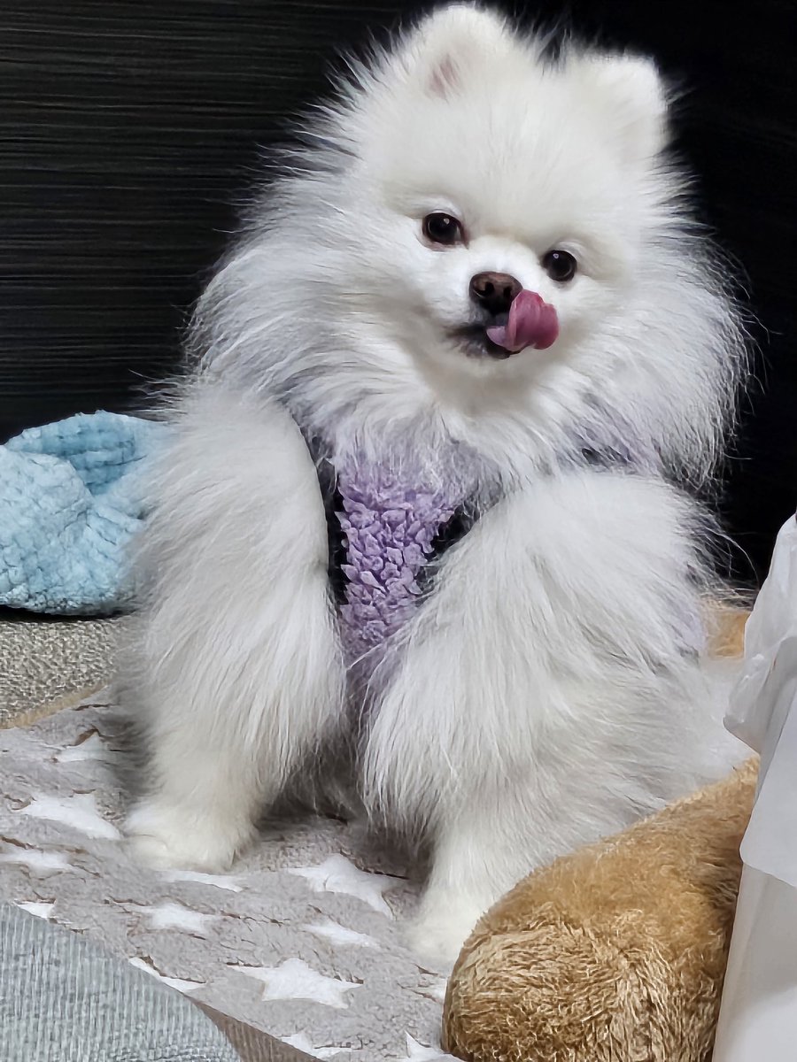 寒くなってきたから服着せたらムキムキになったゆきちゃん🐶💕💪✨