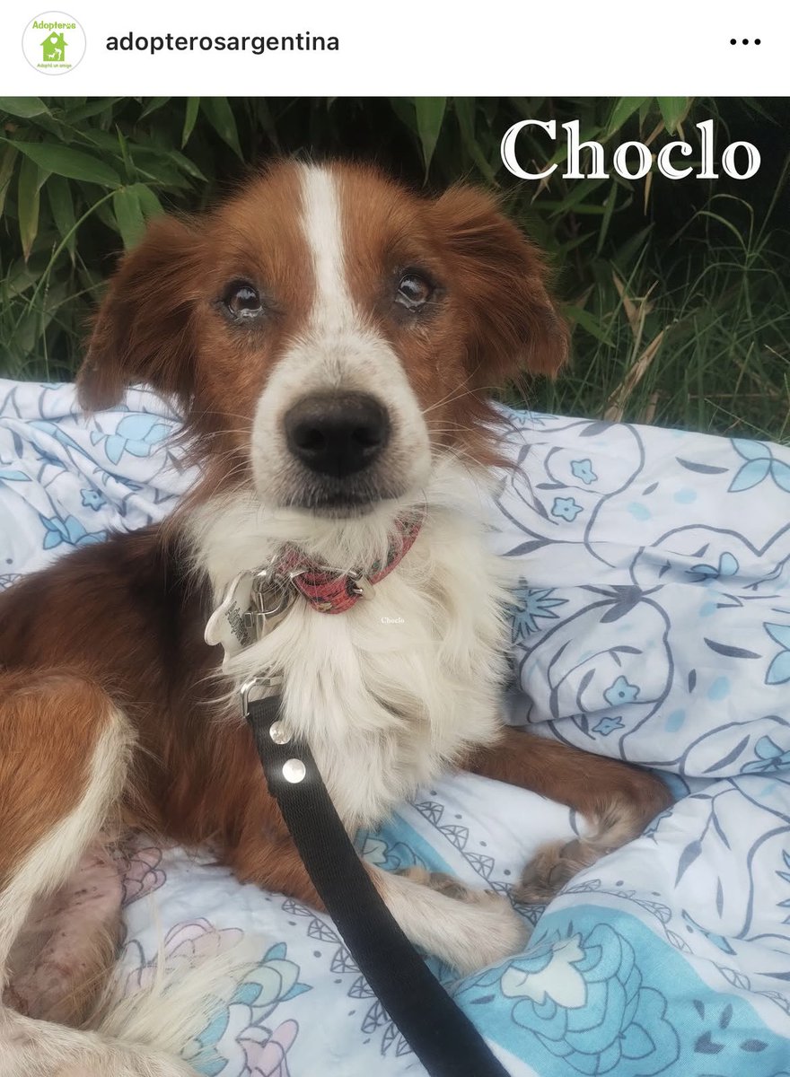 Adopteros Argentina tweet media