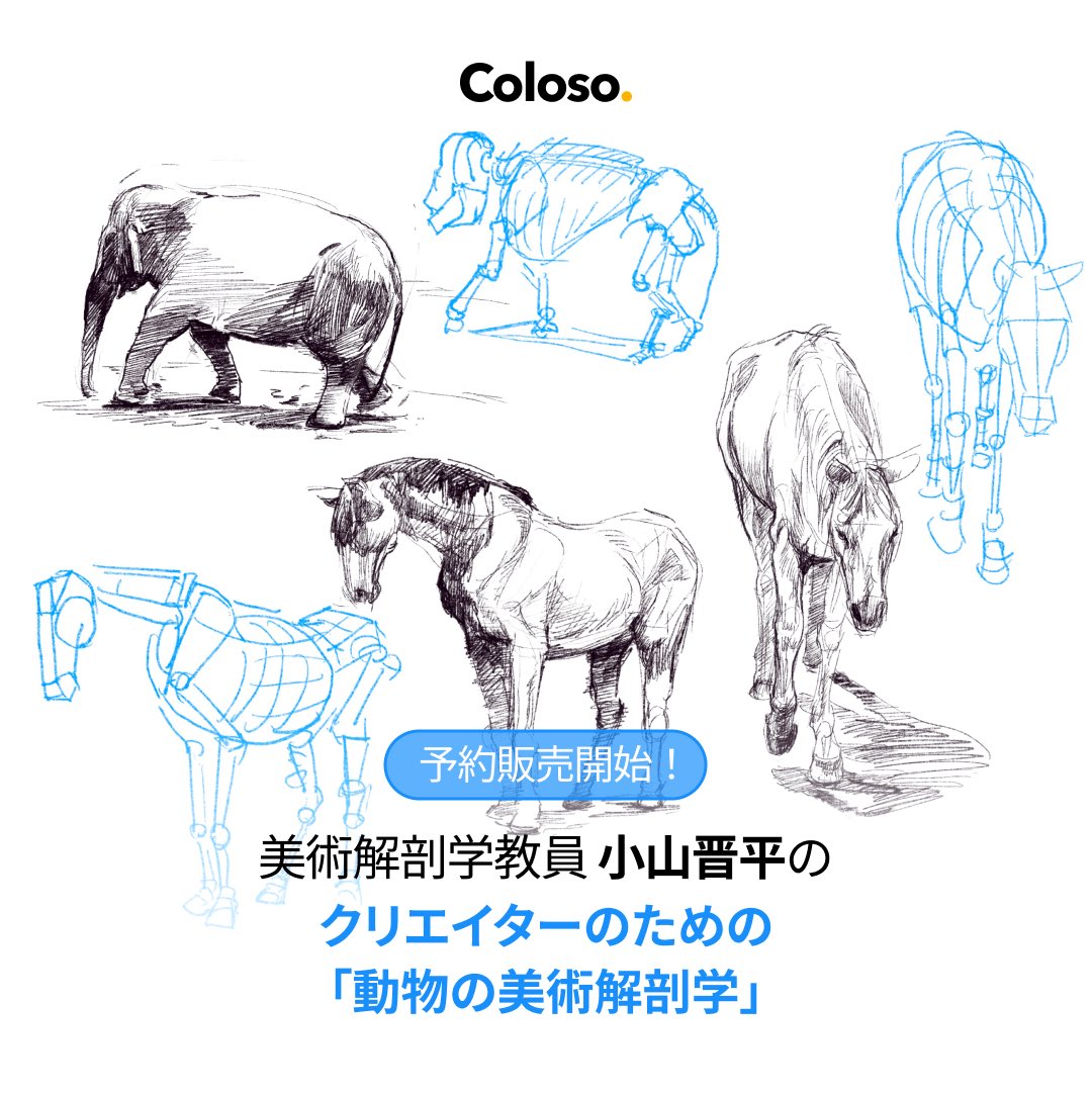 Koyama_Simple's tweet photo. 【お知らせ】
本日はいよいよ！Coloso @Coloso_japan にてオンライン講座の予約販売が開始されます🎉

今回の講座は、動物についての美術解剖学です！

ご興味のある方はぜひこちらをご確認ください😊
https://t.co/oeB5jUQ3B0 https://t.co/7lnDHwjlAB