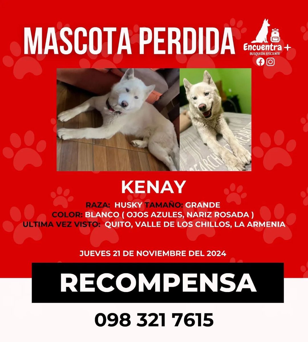 AlertaMePerdi's tweet photo. #PERDIDO #QUITO
Nombre: #KENAY
Fecha: 21/11/24 
Sector: Centro, La Armenia, Luis Felipe Borja y Sebastián de Benalcazar 
Sexo: Macho
Raza: Husky
Obsv.: Color blanco, ojos celestes y nariz rosada 
Contacto: 0983217615
SE OFRECE RECOMPENSA
¡Ayúdalo a volver!
#AlertaMePerdí https://t.co/ORYfsmlCCe