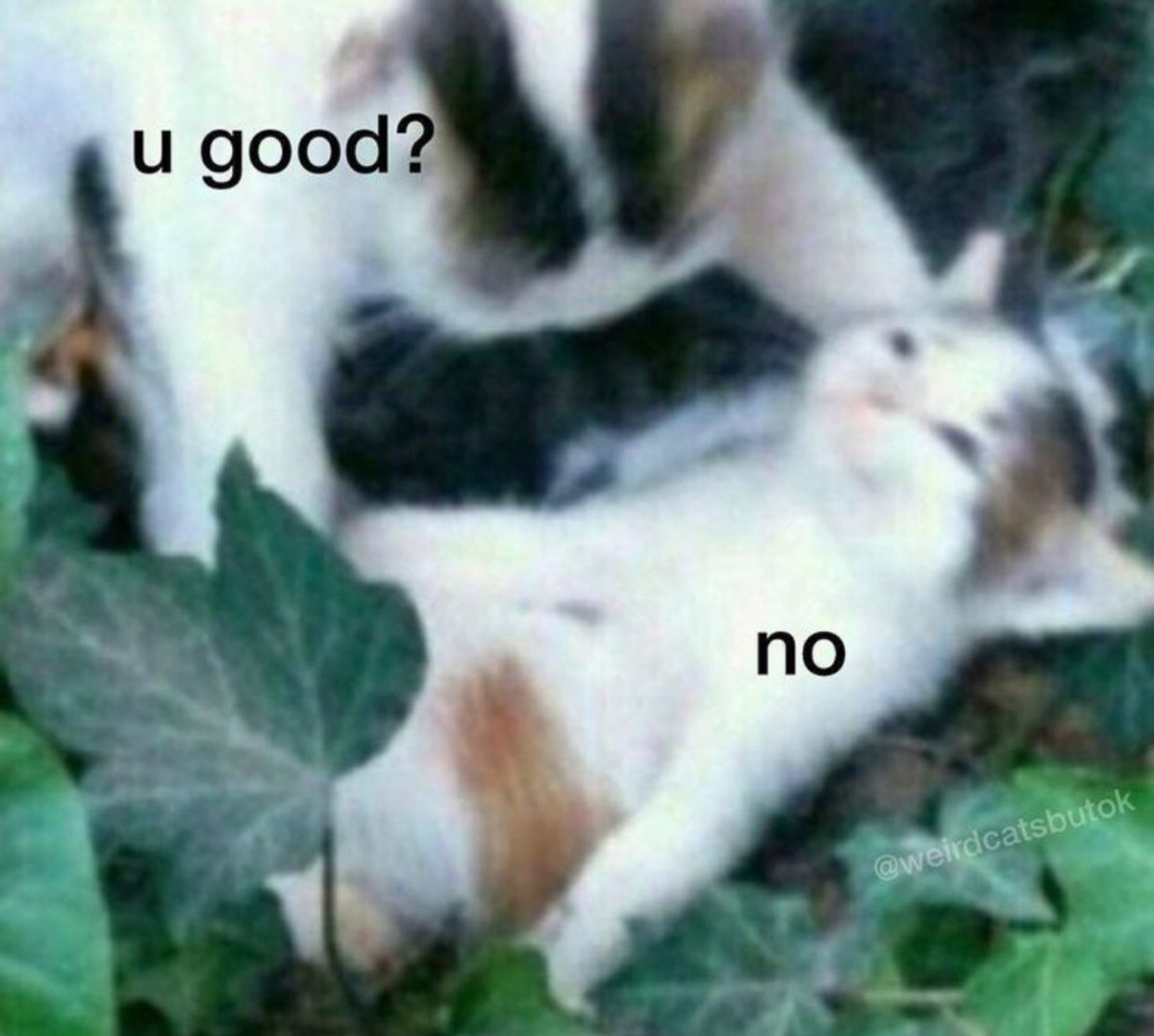 KaineSoulborne's tweet photo. @sighyounara Me: https://t.co/BkV88nWej3