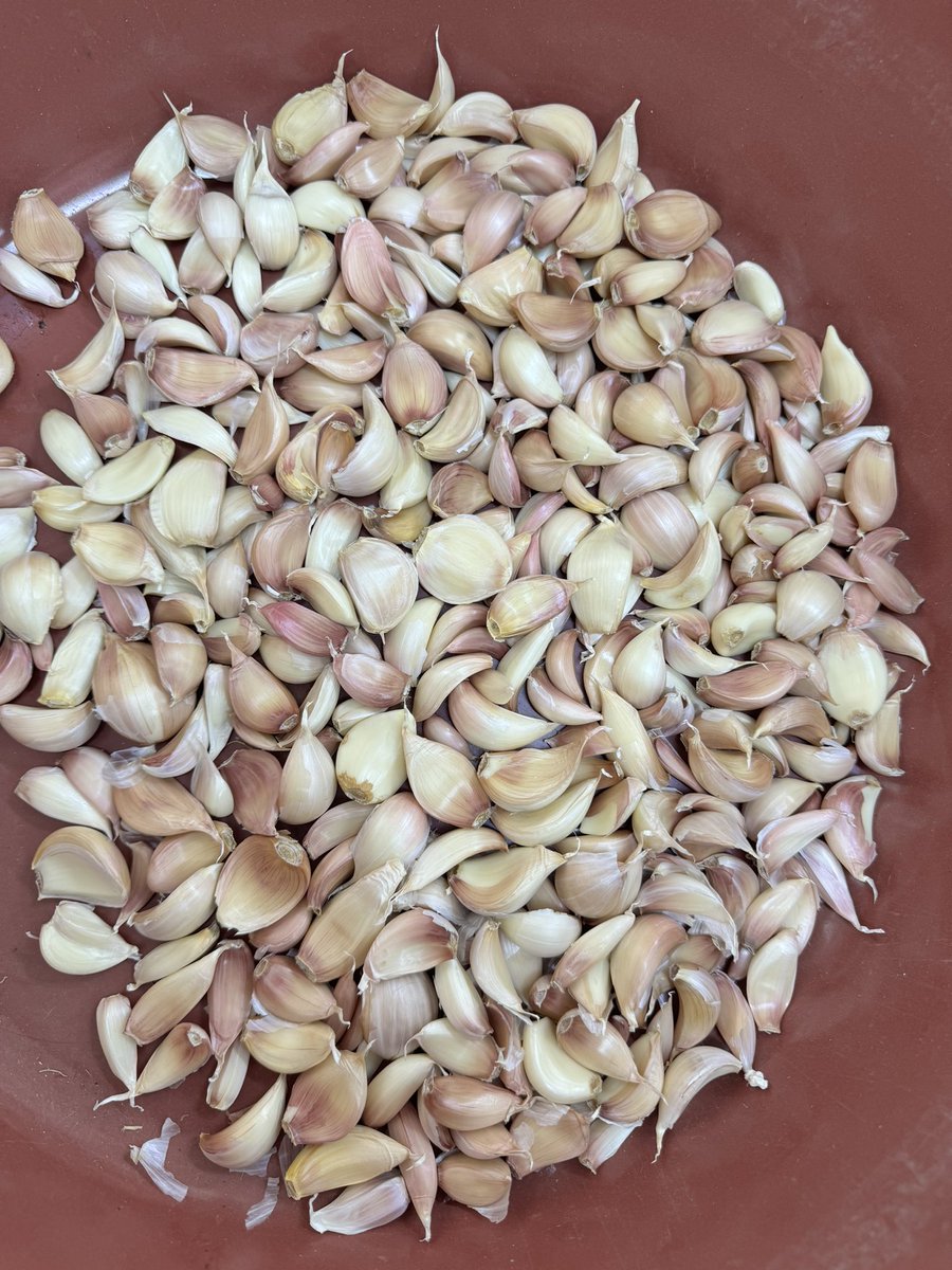pyucesoy's tweet photo. ERDEMLİ TARIM MTAL öğrencileri yeni denemeler peşinde.. 👩🏻‍🌾🧑🏻‍🌾
Coğrafi işaret belgeli Kastamonu Taşköprü Sarımsağı dikim işlemlerini gerçekleştirdik. 🧄🧄🧄
Bakalım sonuçlar nasıl olacak🤩
@MersinMEM @erdemli_mem @MersinMesleki @MeslegimHayatim https://t.co/WhTjFmLBFW